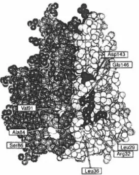 Figure 2:  Structure tridimensionnelle de la molécule du TNF, sous forme trimérique. 
