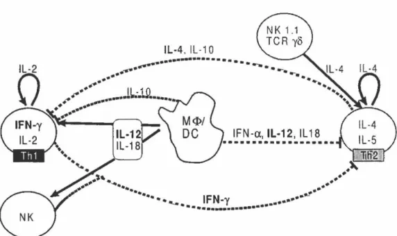Figure 4:  Régulation croisées des profils Th 1 et Th2 par les cytokines 