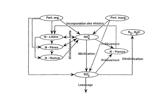 Figure  10 :  Cycle de I'azote  utilisé  dans NitriFlux  (Larocque  et Banton,  1995)