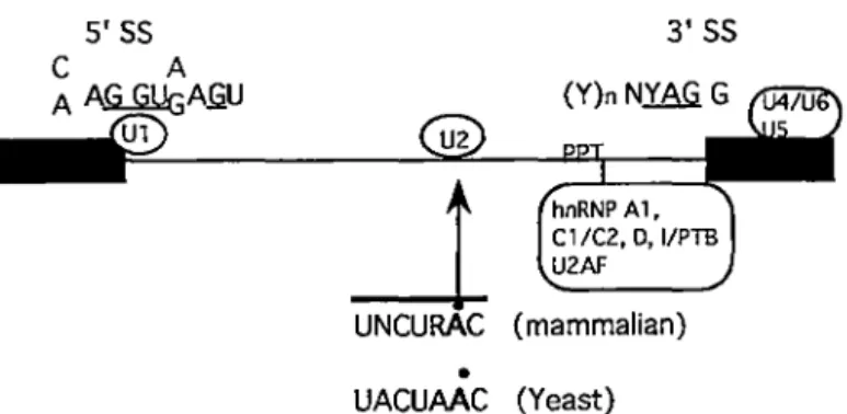 Fig.  4.  Pre-mRNA  consensus  splicing  signais  and  splicing  factors.  The  pre-mRNA  is  shown  with  exons  as  boxes  and  intron  as  a  line
