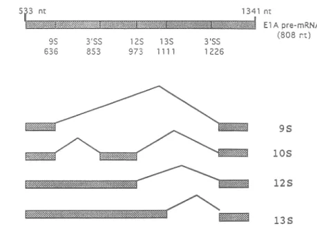 Fig.  6.  Patterns  of  ElA  pre-m.RNA  splicing.  The  diagram  shows  the  structure  of  spliced  early  region  of  adenovirus  ElA  from  position  533  to  1341