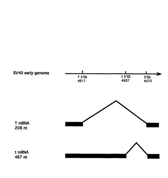Fig.  7.  Patterns  of  early  SV40  pre-mRNA  splicing.  The  SV40  early  pre-mRNA  from  4401  to  4954  generates  two  spliced  products,  large  T  and  small  t  mRNAs