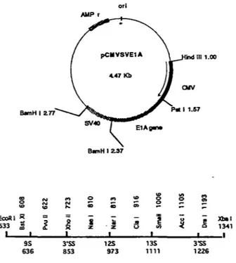 Fig·  9.  The  structure  of  recombinant  pCMVSVElA.  The  promoter  CMV,  SV40  polyadenylation  sequences,  and  different  5'  and  3 'SS  are  represented