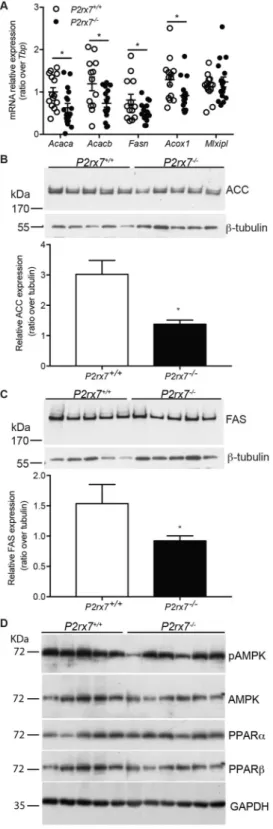 Figure 7.  The expression of Acaca, Fasn and Acox1 is downregulated in the liver of P2rx7 −/−  mice
