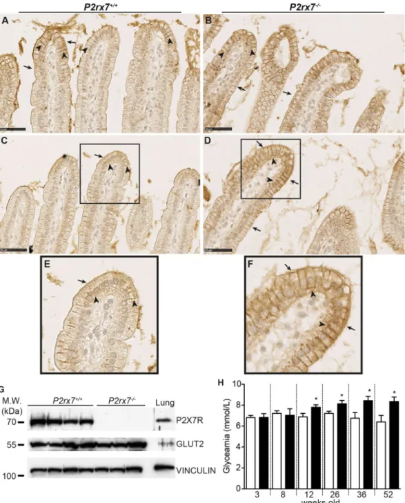 Figure 1.  The absence of P2X7 expression modulates GLUT2 localization at the apical compartment of mouse  jejunum enterocytes and increases glycaemia