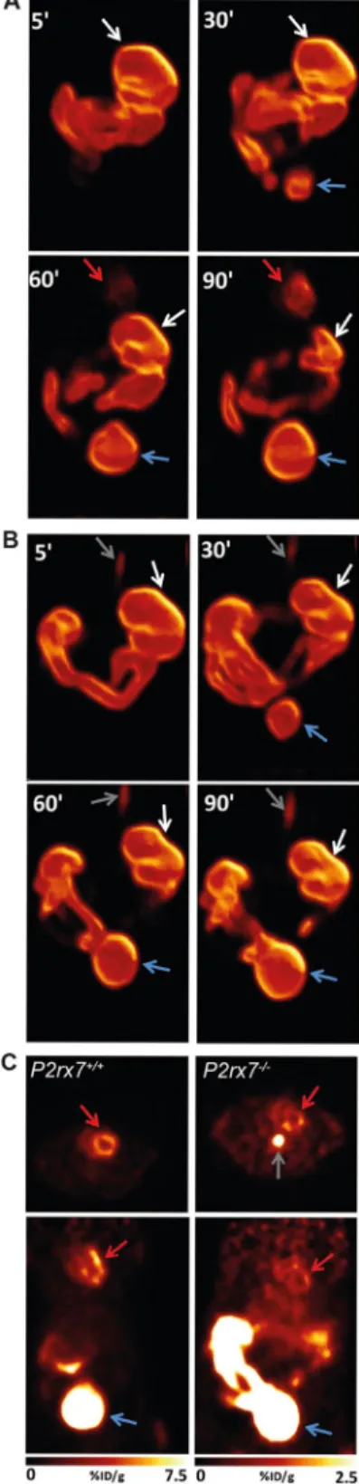 Figure 2.  Maximum intensity projection 3D rendering at different time points following per os inoculation  of FDG in the stomach of (A) P2rx7 +/+  and (B) P2rx7 −/−  mice, showing the progression of FDG through the  digestive tract