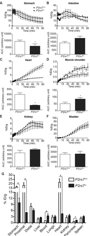Figure 3. Glucose/[ 18 F]-FDG solution is absorbed and distributed at different rates by organs in P2rx7 −/−