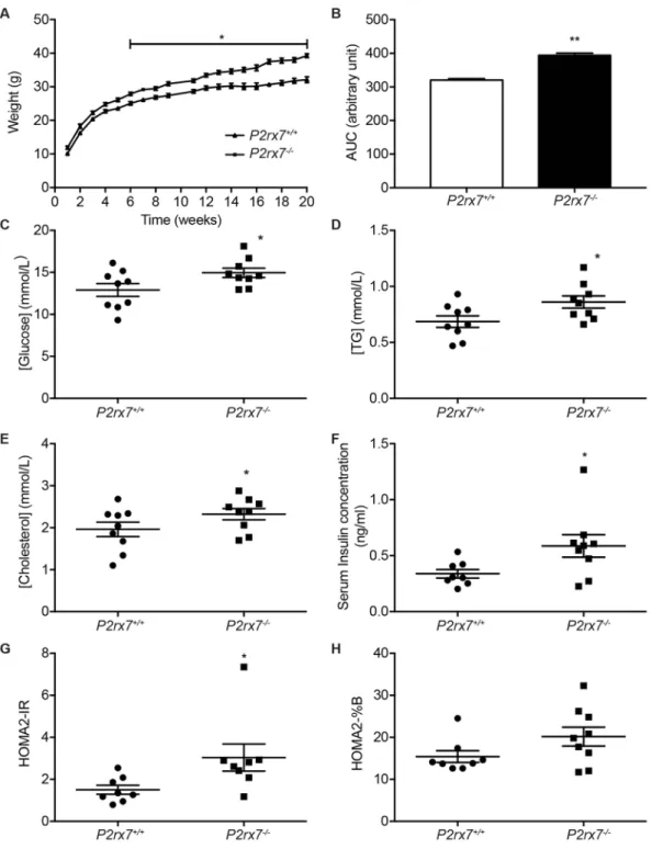 Figure 4.  P2rx7 −/−  mice have increased body weight and abnormal glucose, insulin, triglyceride and 
