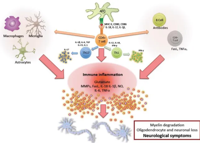 Figure 2. Pathophysiology of MS. Immune mediators involved in the pathophysiology  of  MS  include  macrophages,  microglia,  and  astrocytes  within  the  CNS  and  antigen  presenting cells, CD4+ T cells, CD8+ T cells, and B cells