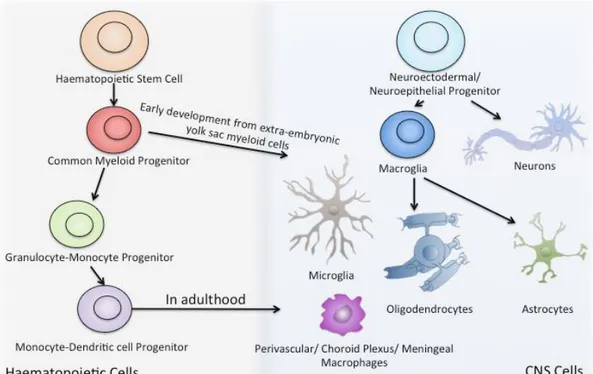 Figure  5.  Resident  CNS  Cells.  CNS  cells  originate  from  a  neuroectodermal/ 