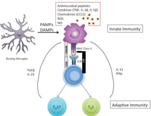 Figure  8.  Activated  micrgolia  cell.  In  an  inflammatory  setting,  microglia  cells  upregulate their migratory, proliferative, phagocytic ability, and secrete multiple  pro-inflammatory molecules