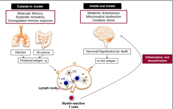 Figure 1. Outside-in and inside-out models of MS. Outside-in model supports the idea that  T cells are activated in the periphery by pathogen-derived molecules (molecular mimicry) or  non-specific bystander activation