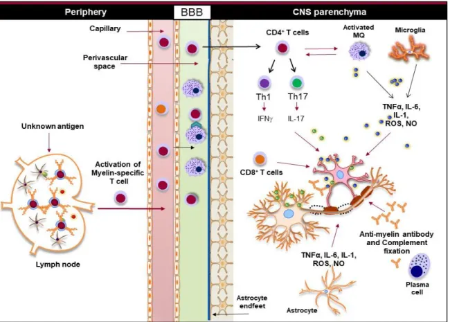 Figure 2. Innate and adaptive immunity in the pathogenesis of MS. Myelin-reactive T  cells are activated in the periphery and accumulate in the perivascular spaces, where they are  reactivated by the CNS myeloid cells, such as macrophages, and enter the CN