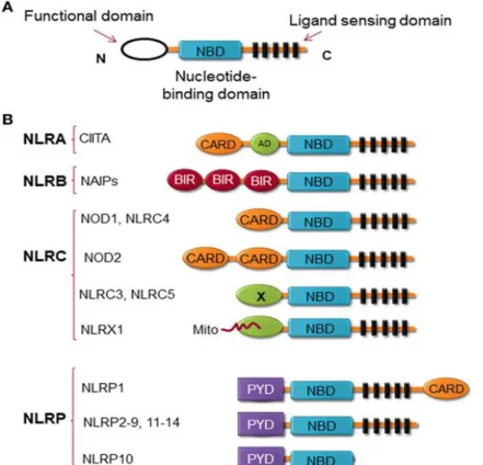 Figure  3.  NLRs  structure.  (a)  The  general  structure  of  NLRs,  consists  of  3  domains,  including  functional  domain,  nucleotide  binding  and  oligomerization  domain,  and  ligand  sensing domain