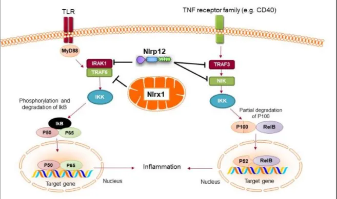 Figure 5. Anti-inflammatory NLRs inhibit NF-  B activation. Both NLRX1 and NLRP12  inhibit  the  activation  of  NF-κB  canonical  pathway  following  TLR  stimulation