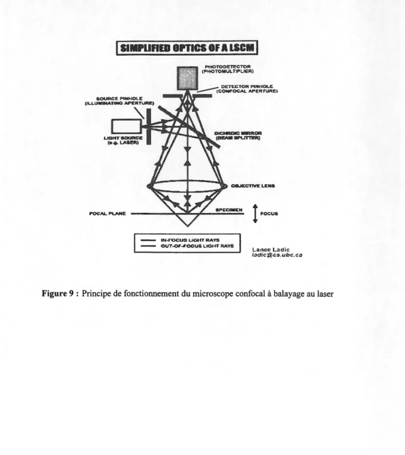 Figure 9  :  Principe de fonctionnement du microscope confocal à balayage au laser 