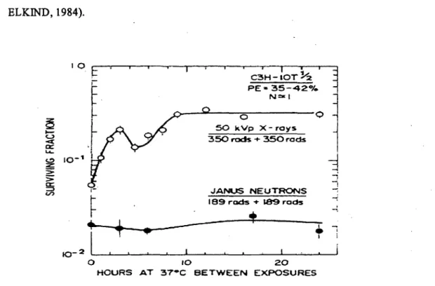 Figure  8, SLDR or split-dose  recovery is characterized by restoration  of the shoulder  on the survival curve and is measured as the increase in survival when the time interval  between  two  dose  fractions  from  X  rays  is increased to  allow for  re