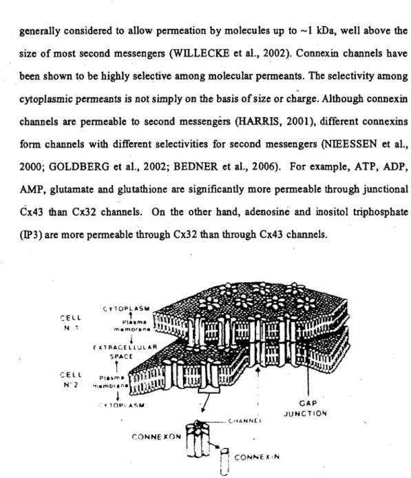 Figure 11.  The structure ~fa  gap junction.  From Y AMASAK.I and NAUS (1996). 