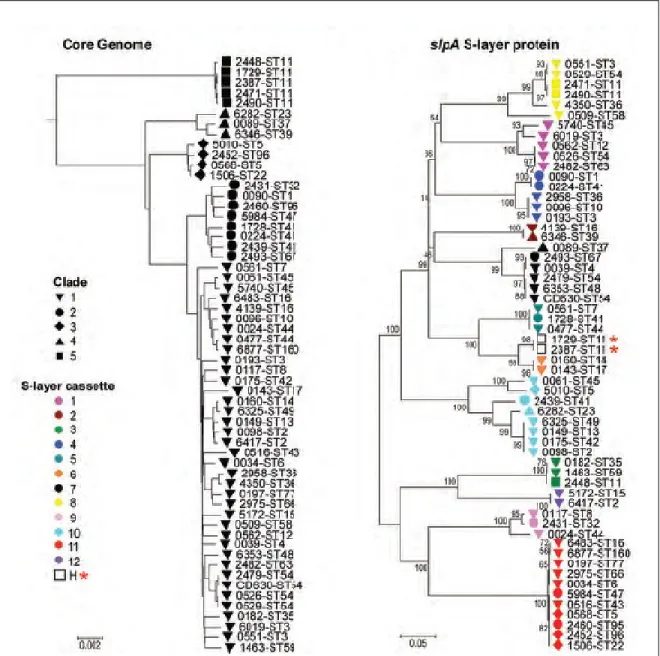 Figure 3. Phylogeny of whole genomes and  slpA. Phylogeny created from the whole  genomes: Black forms indicate the clades