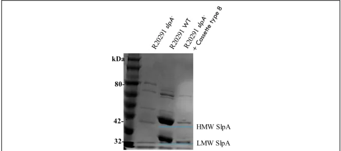 Figure 10. SDS-PAGE of SlpA extractions. The presence of SlpA in the bacterial cell  wall  of  Clostridium  difficle  was  evaluated  by  SDS-PAGE