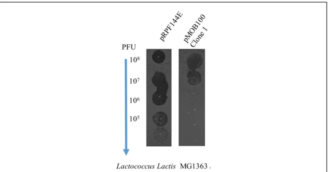 Figure 11. Susceptibility of Lactococcus lactis to bacteriophage infection in spot-test  assays