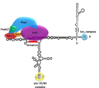 Figure  5:  Ribonucleoprotein  complex  telomerase  in  S.  cerevisiae.  See  text  for  description  of  different subunits