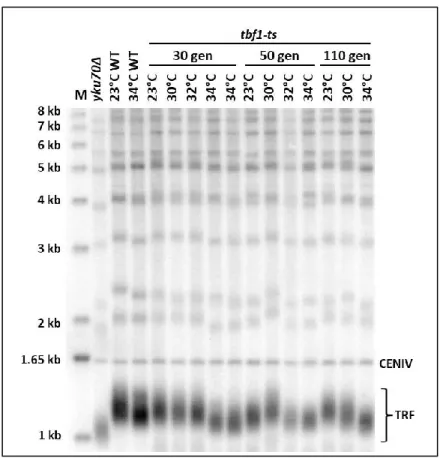 Figure 11: Southern blot of DNA derived from cells with the tbf1-ts allele. 