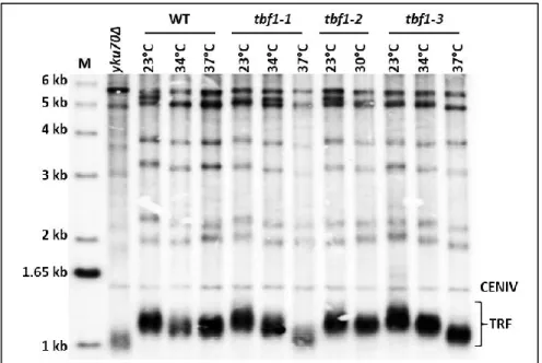 Figure 14: Southern blot of telomere lengths of tbf1-1, 2, and 3 alleles.  