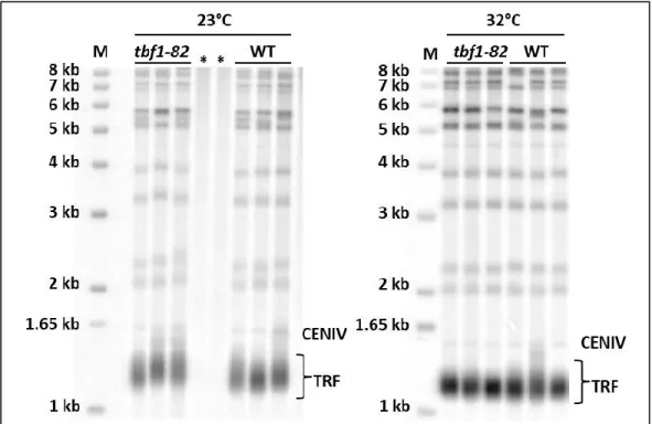 Figure 17: Southern blots of DNA derived from cells with the tbf1-82 allele. 