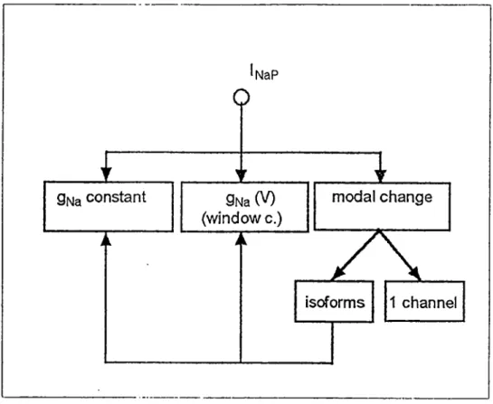 Figure 1-1 Subdivisions of the persistent Na current