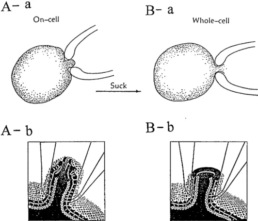 Figure  2-1 Schematic  of the cell-attached  (on  cell)  A and whole-cell patch configuration B
