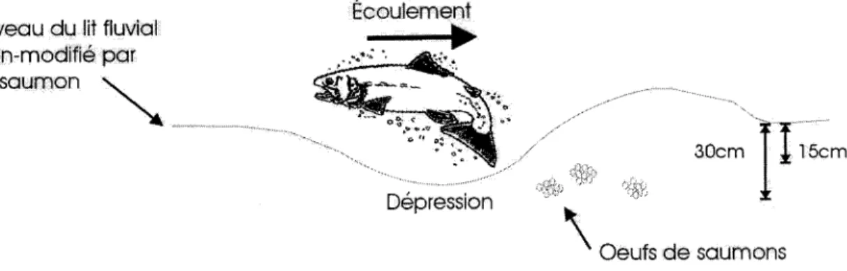 Figure 1.1  Vue en coupe de la morphologie d'un nid de saumon. 
