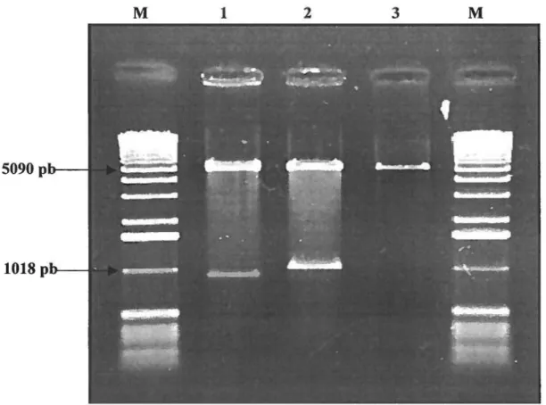 FIGURE 7: Profil électrophorétique des maxipréparations plasmidiques de  pcDNA3/gp51, pcDNA3/IL2 et pcDNA3 