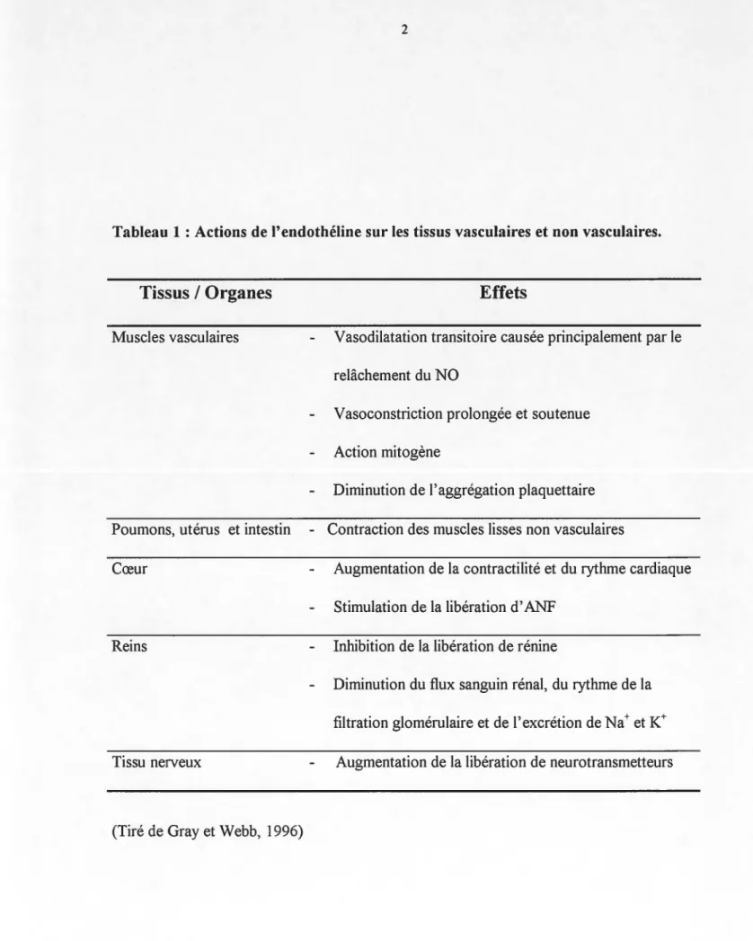 Tableau  1 : Actions de l' endothéline sur les  tissus vasculaires et non vasculaires