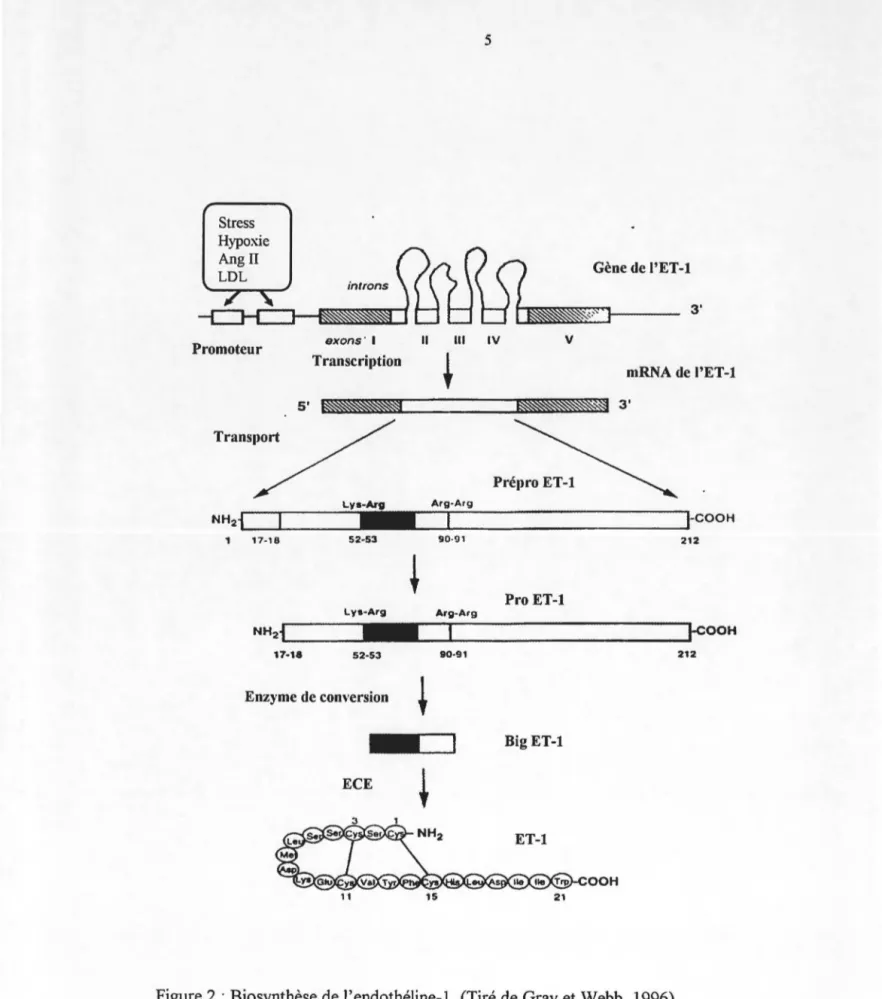 Figure 2 : Biosynthèse de l'endothéline-1.  (Tiré de Gray et Webb,  1996) 