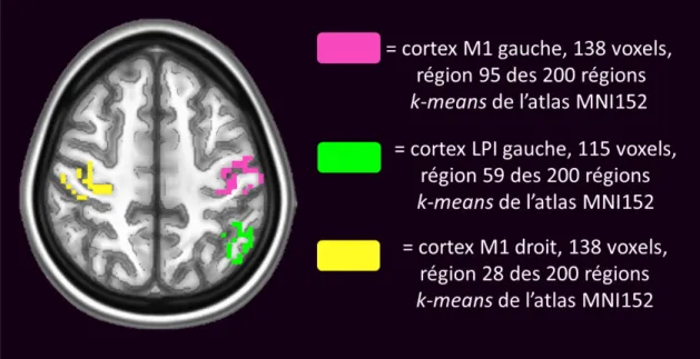 Figure 15: Régions analysées pour la corrélation du signal BOLD 