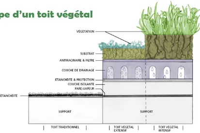 Figure 2.1  Coupe d’un toit végétal. Tirée de Richard, 2007. 