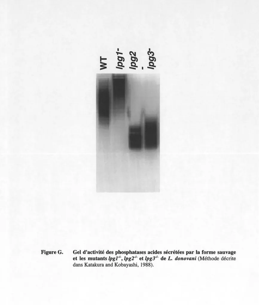 Figure G.  Gel d'activité des phosphatases acides sécrétées par la forme sauvage  et les  mutants lpgl&#34;'-, lpg2·'- et lpg3·'- deL