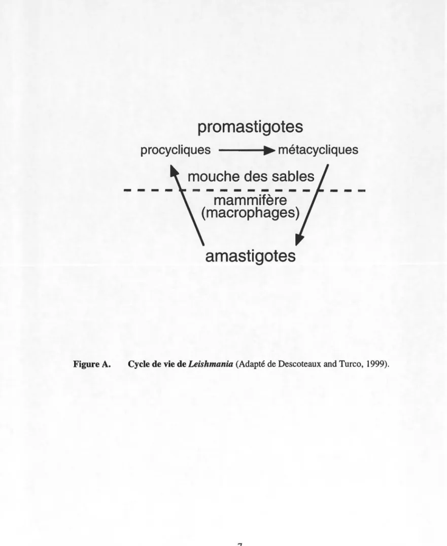 Figure A.  Cycle de vie de Leishmania  (Adapté de Descoteaux and Turco,  1999). 