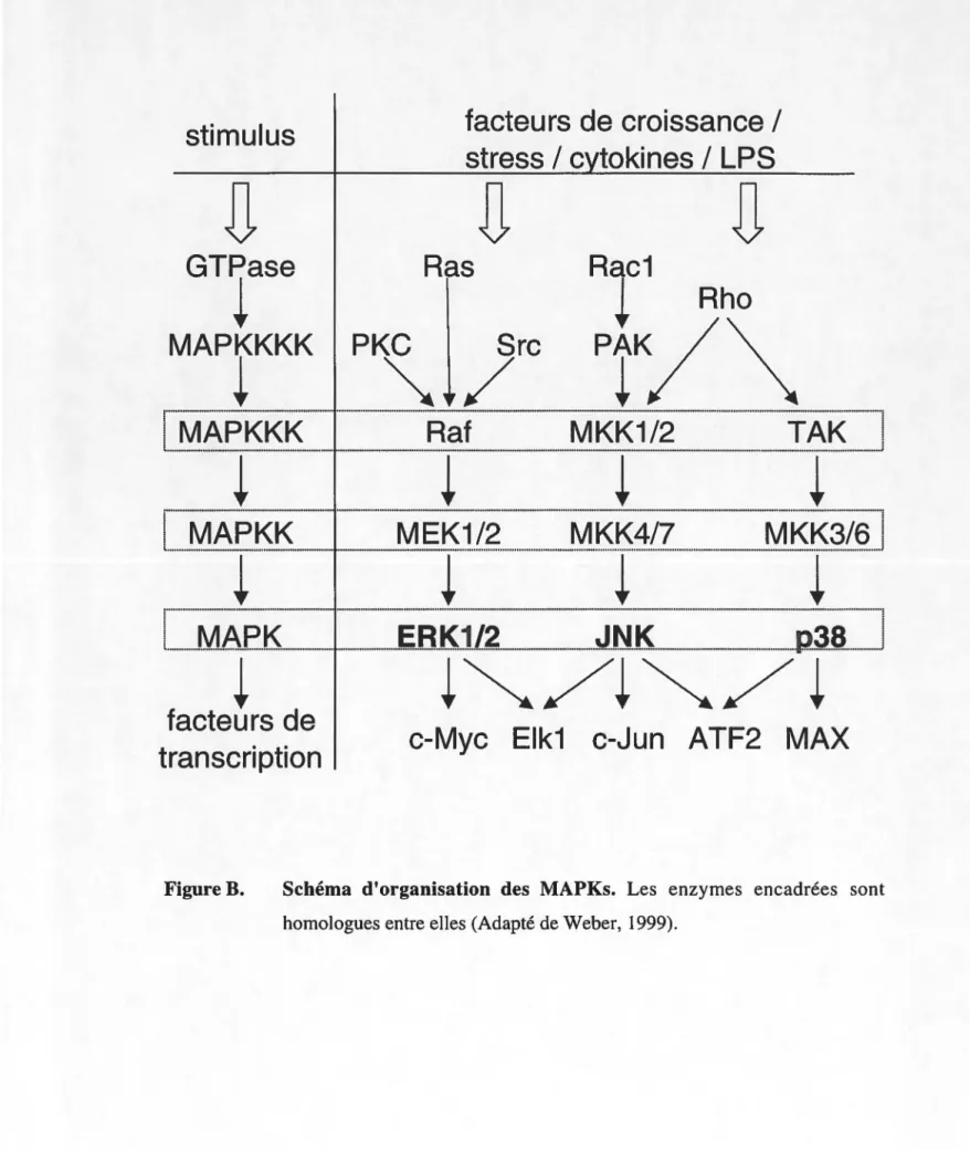 Figure B.  Schéma  d'organisation  des  MAPKs.  Les  enzymes  encadrées  sont  homologues entre elles (Adapté de Weber,  1999)
