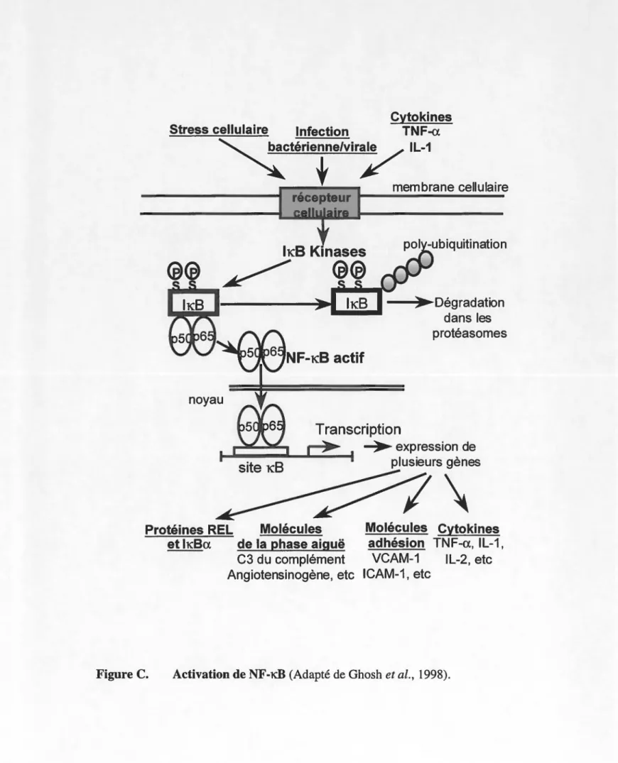 Figure C.  Activation de NF -KB (Adapté de Ghosh et al.,  1998). 
