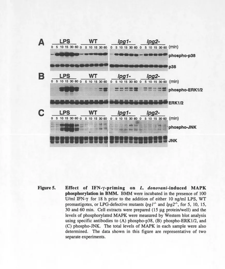 Figure 5.  Effect  of  IFN-y-priming  on  L.  donovani-induced  MAPK  phosphorylation in BMM