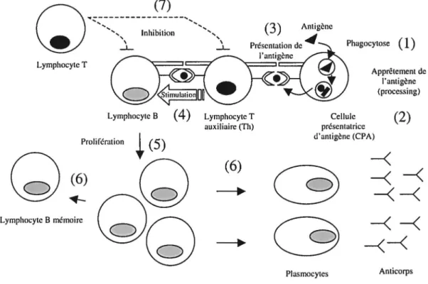 Figure 1 : Schématisation de la réponse immunitaire spécifique 