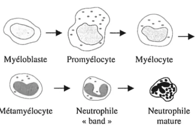 Figure 3 : Illustration des étapes de développement du neutrophile 