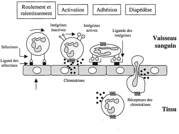 Figure 5 : Les étapes de la migration des neutrophiles dans les tissus 