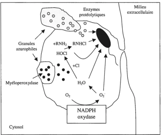 Figure 6: Formation d'un phagosome et activation de l'arsenal bactéricide contre un  microorganisme 