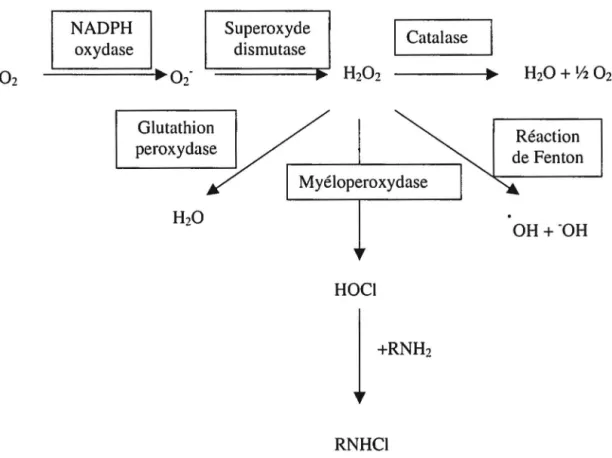 Figure 8: Schéma général des différentes molécules dérivées de l'oxygène générées par les  neutrophiles 