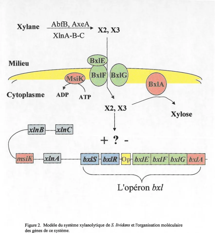 Figure 2.  Modèle du système xylanolytique de S.  lividans et l'organisation moléculaire  des gènes de ce système