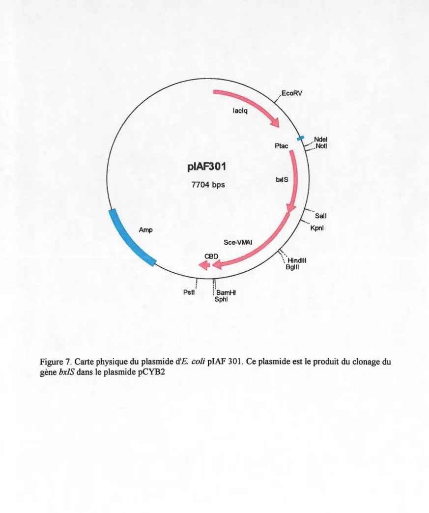 Figure 7.  Carte physique du plasmide d'E.  coli piAF 301.  Ce plasmide est le produit du clonage du  gène bxlS dans le plasmide pCYB2 