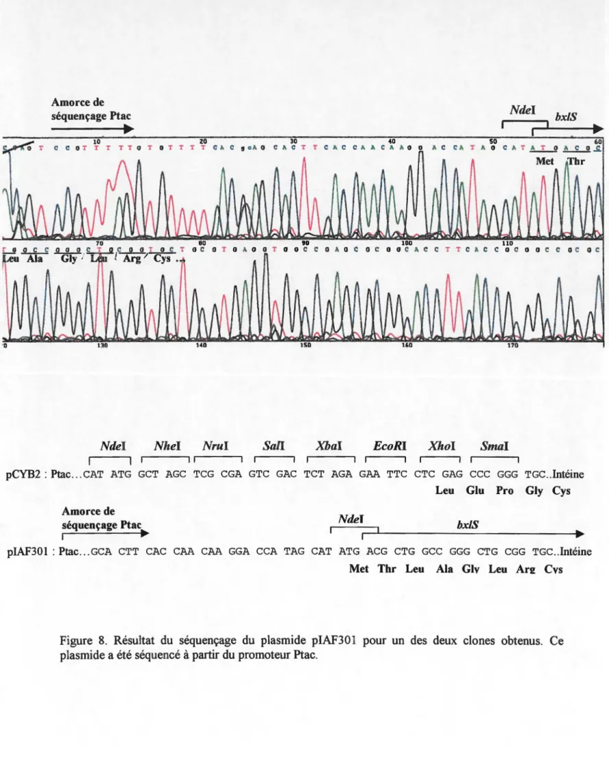 Figure  8.  Résultat  du  séquençage  du  plasmide  piAF30 1  pour  un  des  deux  clones  obtenus